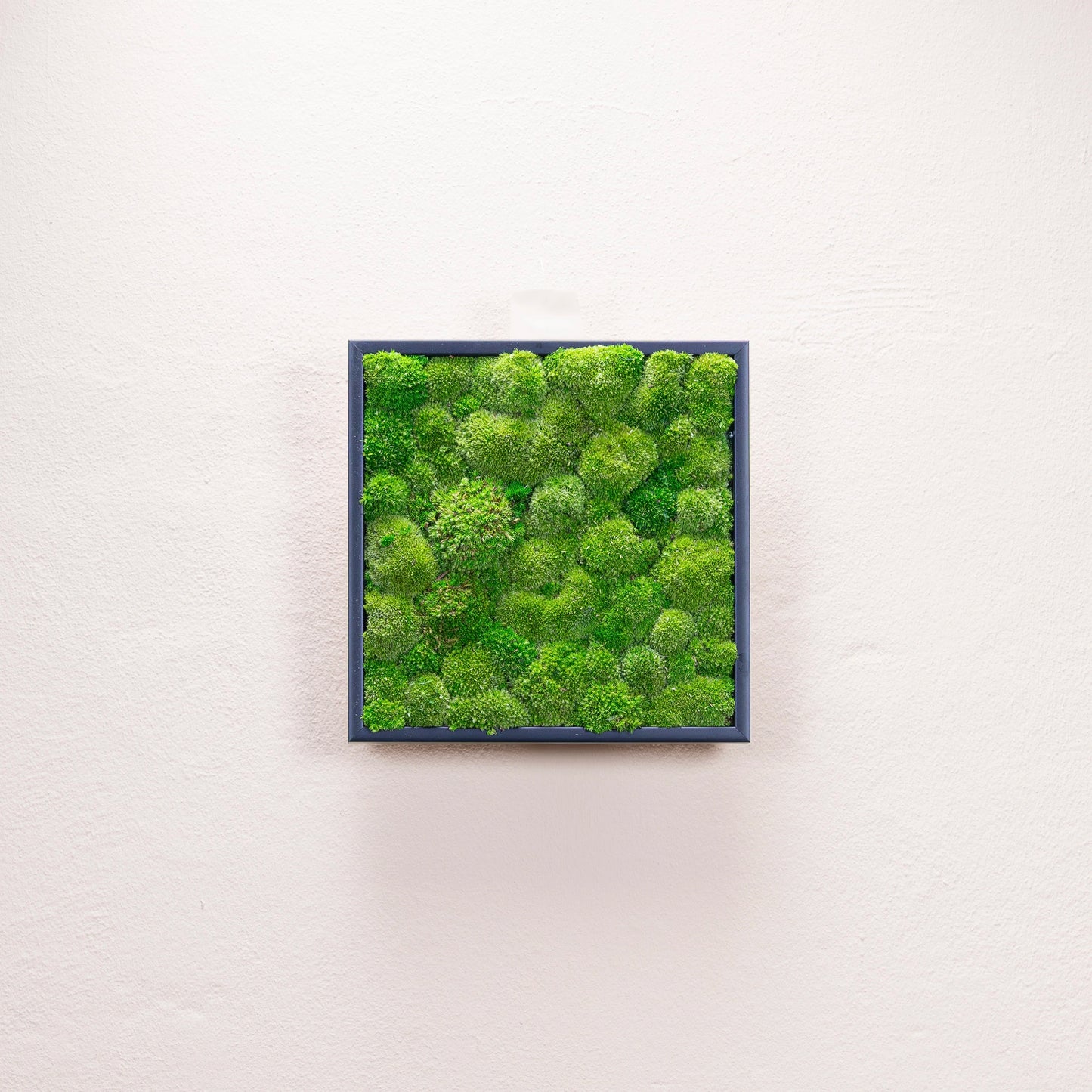 Tableaux murs intérieur décoration végétaux stabilisés