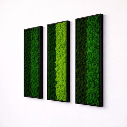 Composition of 3 preserved natural plant pictures - Two-tone lichen 115x40 cm