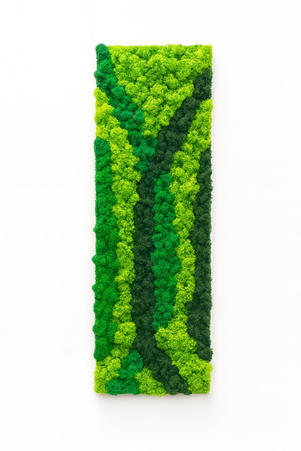 Composition de 2 tableaux végétaux naturels - Lichen 115x40 cm