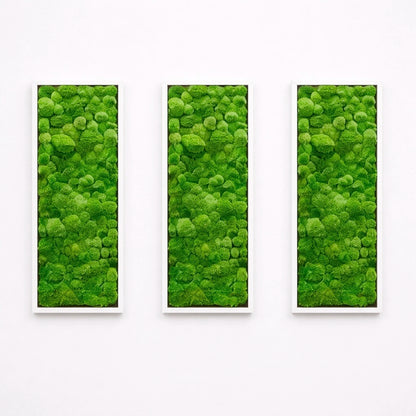 tableaux végétaux naturels stabilisés 