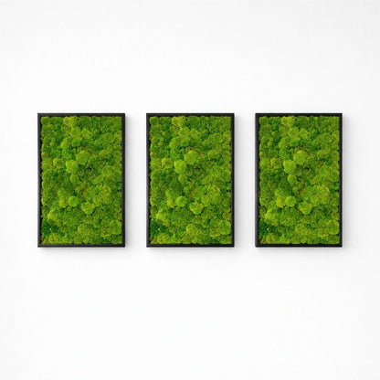 Tableaux végétaux naturels stabilisés 