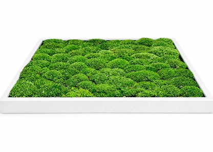 tableau végétal naturel stabilisé 