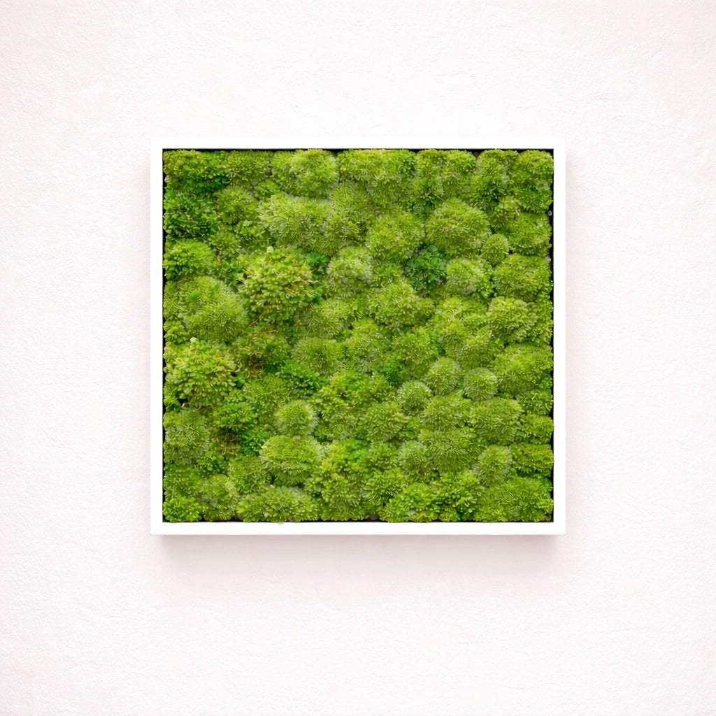 Tableau végétal naturel stabilisé 