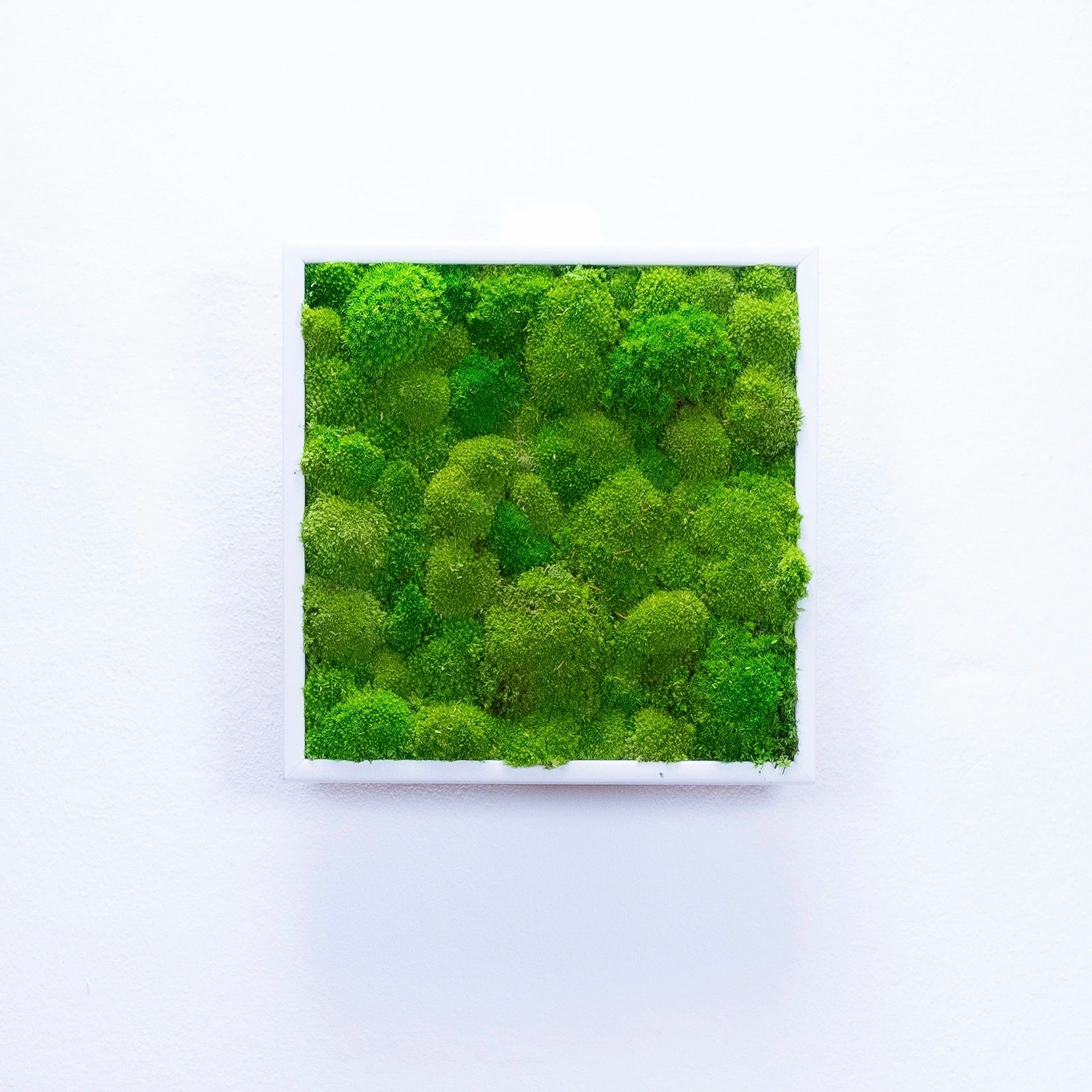 tableau végétal naturel stabilisé 